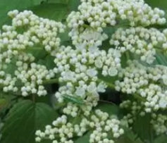 Viburnum den. 'Chicago Luster'®