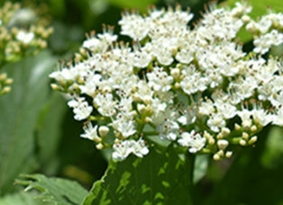 Viburnum den. 'Autumn Jazz'®