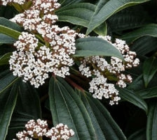 Viburnum davidii