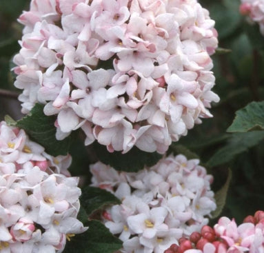 Viburnum carlesii 'Cayuga'