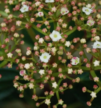 Viburnum cinnamomifolium