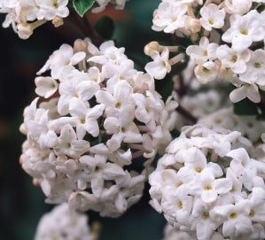 Viburnum carlesii