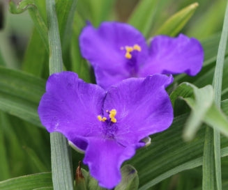 Tradescantia 'Zwanenburg Blue'