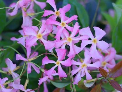 Trachelospermum jasminoides 'Pink Showers'