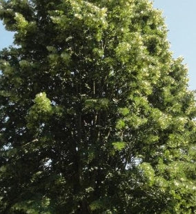 Tilia to. 'Sterling Silver'