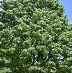 Tilia to. 'Satin Shadow'