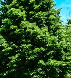 Tilia c. 'Greenspire'®, Clump