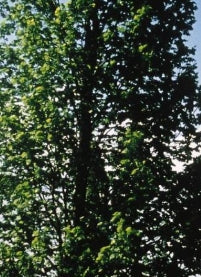 Tilia americana 'McSentry'