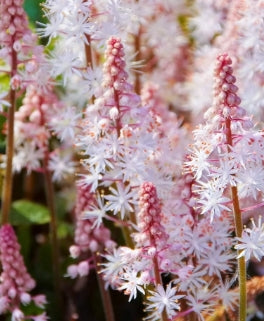 Tiarella ‘Pink Skyrocket’