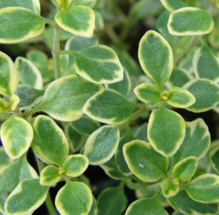 Thymus x citriodorus 'Lemon Variegated'