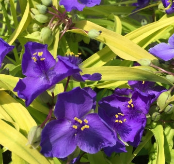 Tradescantia 'Blue and Gold'