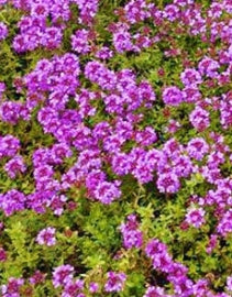 Thymus serphyllum 'Mauve'