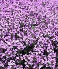 Thymus s. 'Minus'