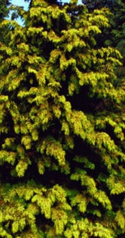 Thuja plicata 'Zebrina'