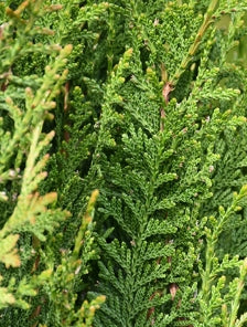 Thuja plicata 'Virescens' (BBP)