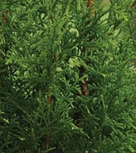 Thuja plicata 'Sugar & Spice' PP19926 (CG)