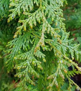 Thuja plicata 'Hogan'
