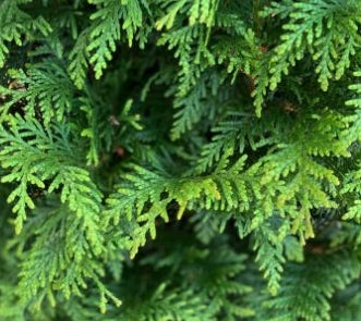 Thuja plicata 'Northern Spire' PP31298