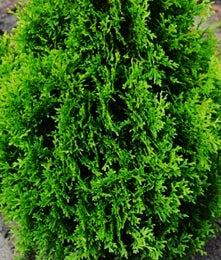 Thuja occ. 'Hetz Midget'