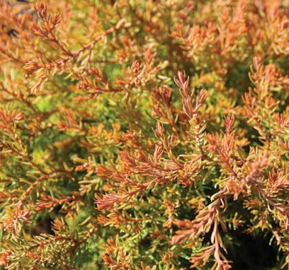 Thuja occ. 'Fire Chief™' PP19009