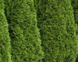 Thuja occ. 'Emerald Green', Star, Specimen
