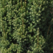 Taxus x media 'Maureen'