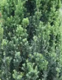 Taxus x media 'Fairview'
