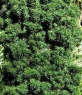 Taxus x media 'Flushing'
