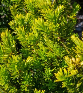 Taxus x m. 'Hillii'