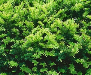 Taxus x m. 'Dark Green Spreader'