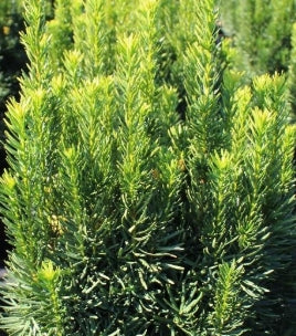 Taxus x m. 'Citation'