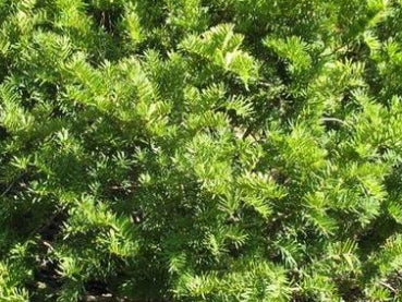 Taxus x m. 'Brownii'