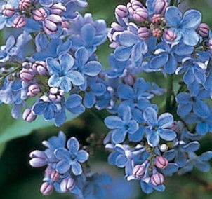 Syringa vulgaris 'Wonderblue' (blue)