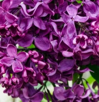 Syringa vulgaris 'Monge' (purple)