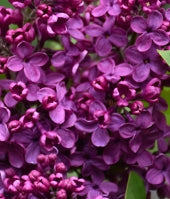Syringa vulgaris 'Sarah Sands' (purple)