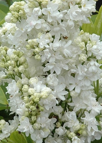 Syringa vulgaris 'Mme. Lemoine' (white)