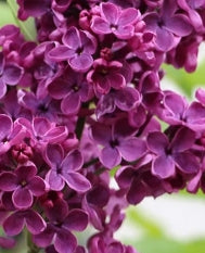 Syringa vulgaris 'Ludwig Spaeth' (purple)