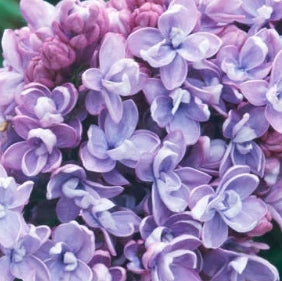Syringa vulgaris 'Katherine Havermeyer' (blue)
