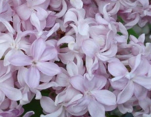 Syringa vulgaris 'Edward J. Gardener' (lavender)