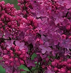 Syringa vulgaris 'Congo' (magenta)