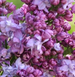 Syringa vulgaris 'Charles Joly' (rose)