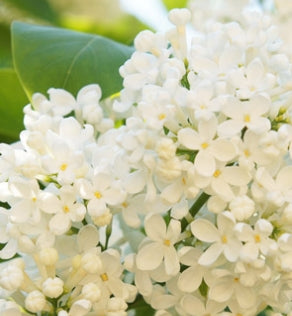 Syringa ret. 'Ivory Silk'® (white)