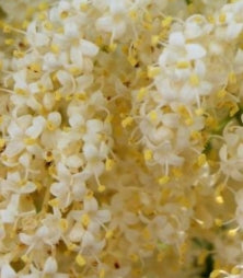 Syringa pekinensis 'China Snow'® (white)
