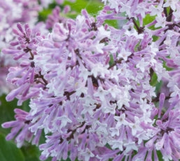 Syringa meyeri 'Palibin' (purple), 4' STD (CG)