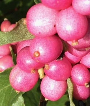Symphoricarpos x do. 'Magic Berry'