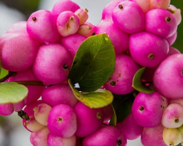 Symphoricarpos orbiculatus