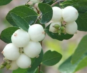 Symphoricarpos albus