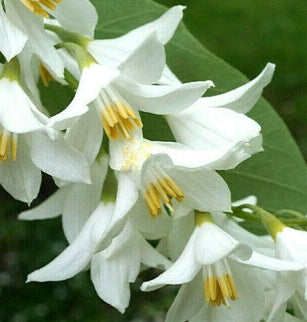 Styrax obassia (white)