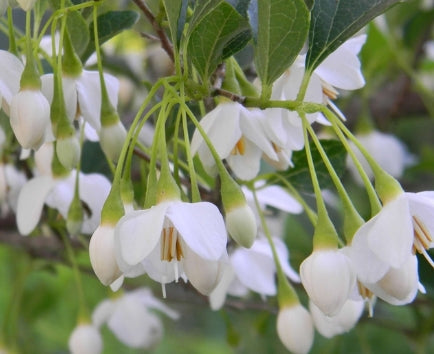 Styrax japonicus (white) (CG)