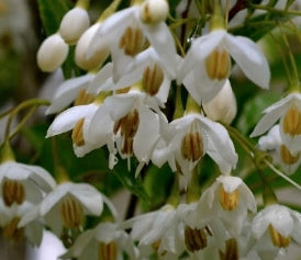Styrax japonicus 'White Knight'